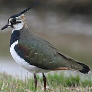 Northern Lapwing