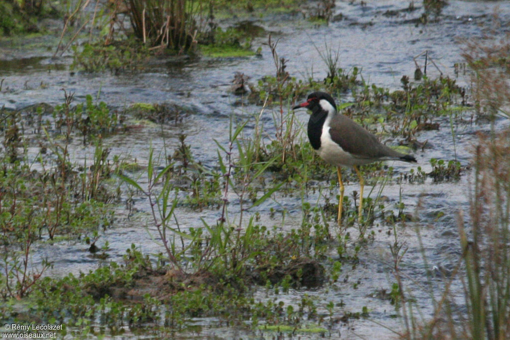 Red-wattled Lapwing