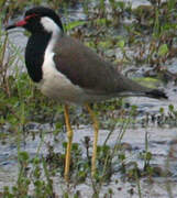 Red-wattled Lapwing