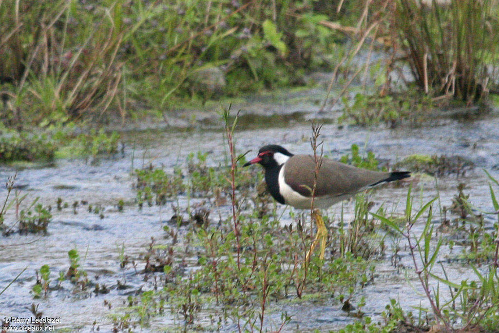 Red-wattled Lapwing