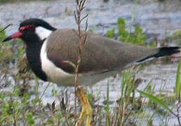 Red-wattled Lapwing