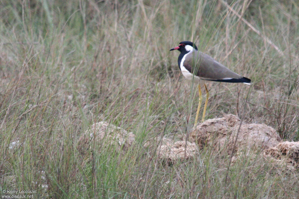 Red-wattled Lapwing