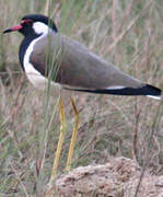 Red-wattled Lapwing