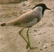 River Lapwing