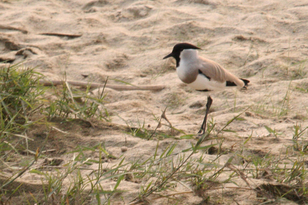 River Lapwing