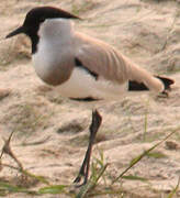 River Lapwing