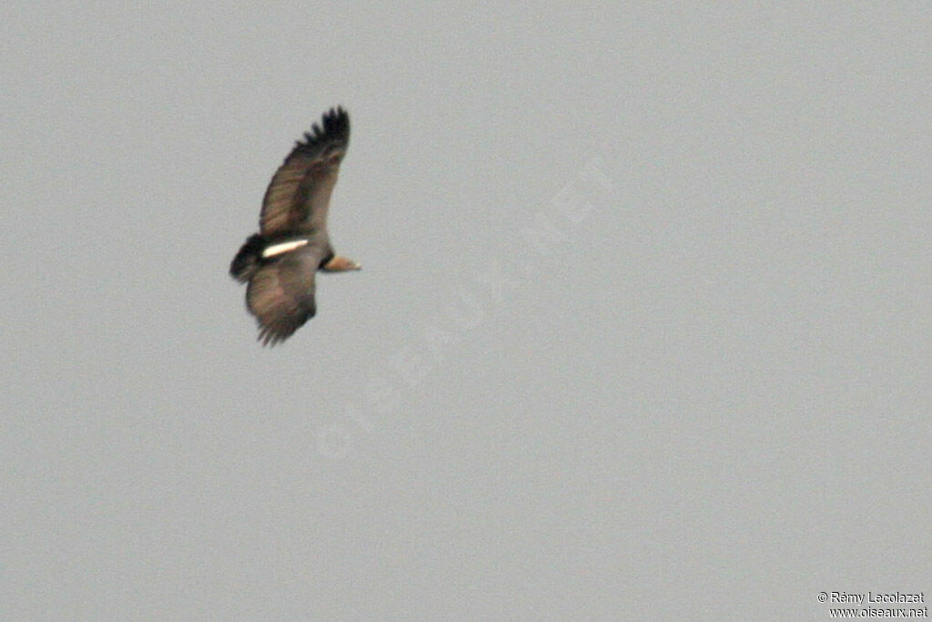 White-rumped Vulture