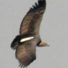 Vautour chaugoun