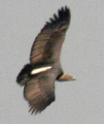 White-rumped Vulture