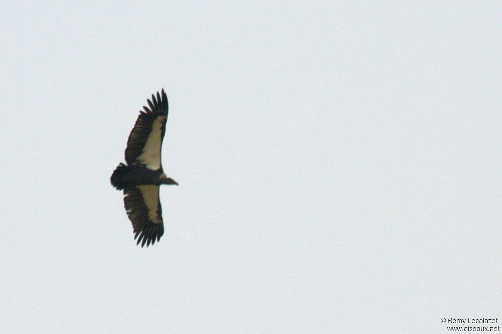 White-rumped Vulture