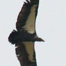 Vautour chaugoun