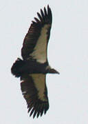 White-rumped Vulture