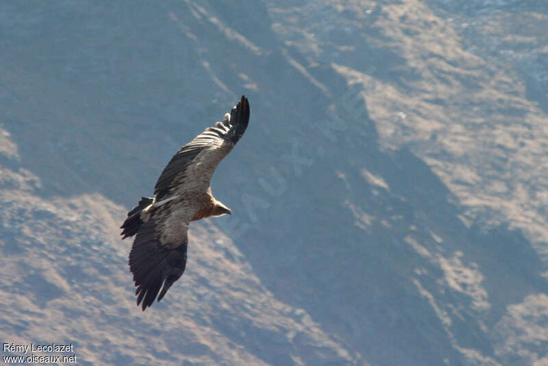 Himalayan Vulturesubadult, habitat, Flight