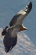 Himalayan Vulture