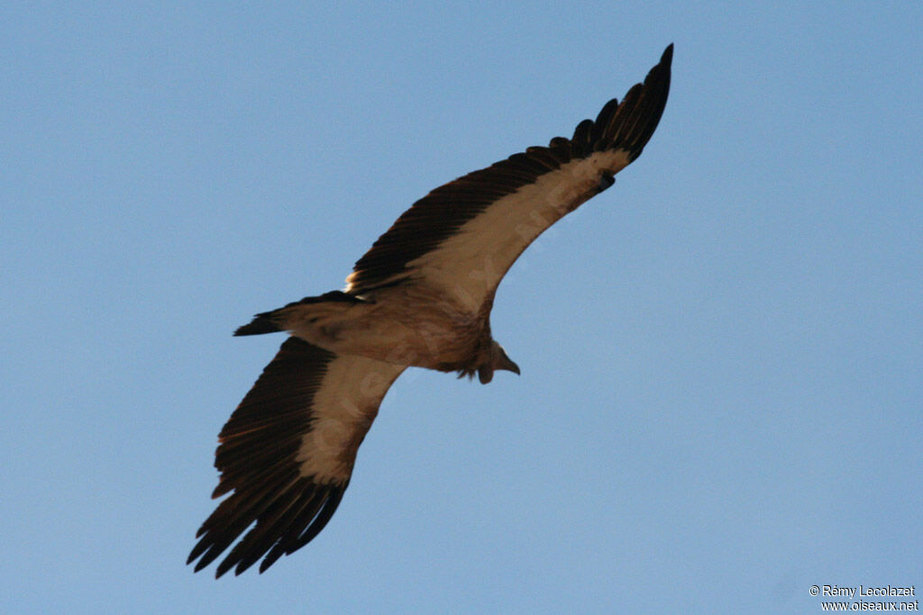 Vautour de l'Himalaya