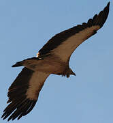 Himalayan Vulture