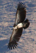 Himalayan Vulture