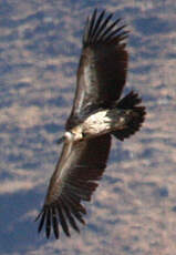 Vautour de l'Himalaya