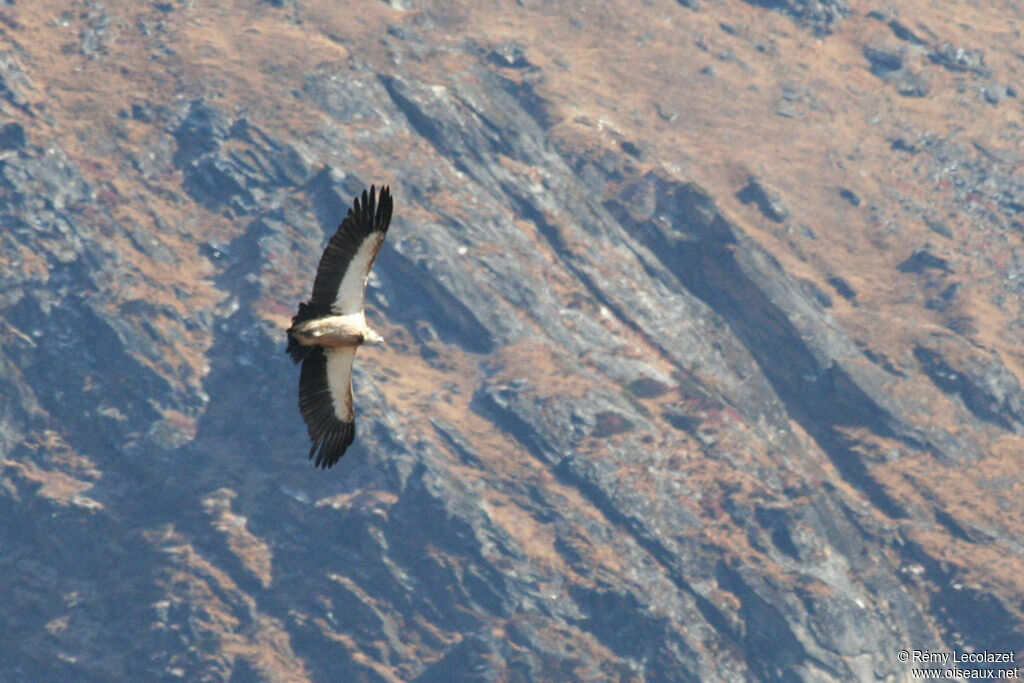 Himalayan Vultureadult, Flight