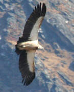 Himalayan Vulture