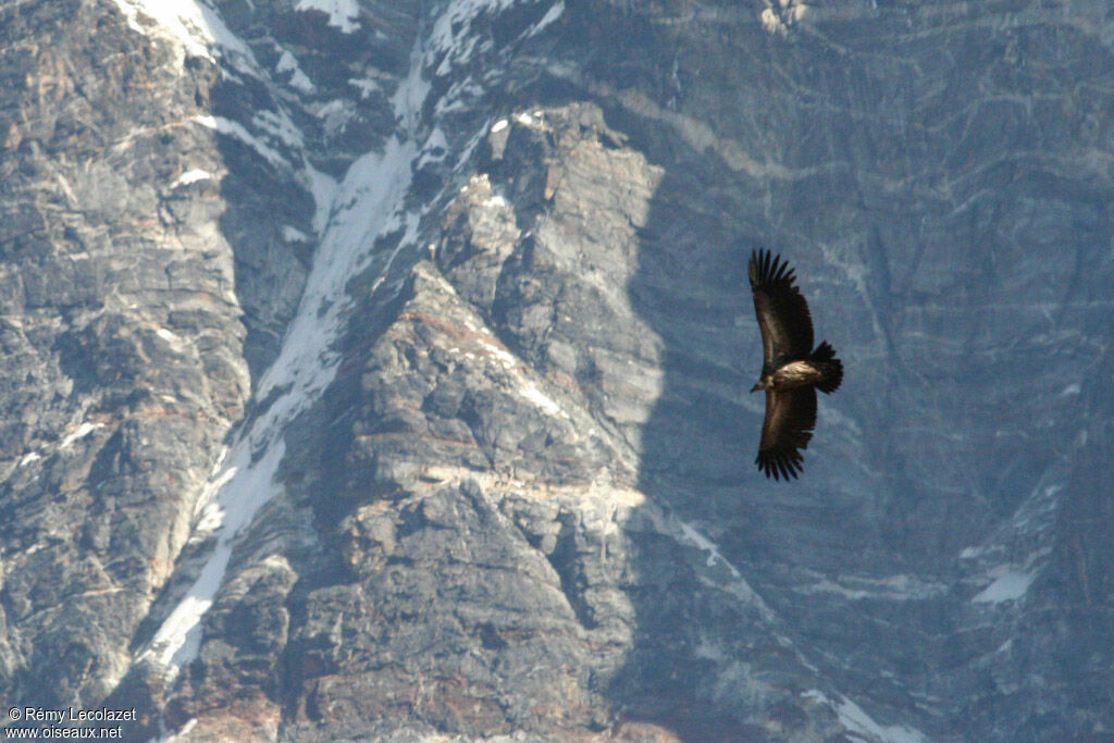 Griffon Vulture