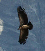 Griffon Vulture