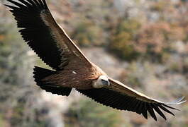 Griffon Vulture