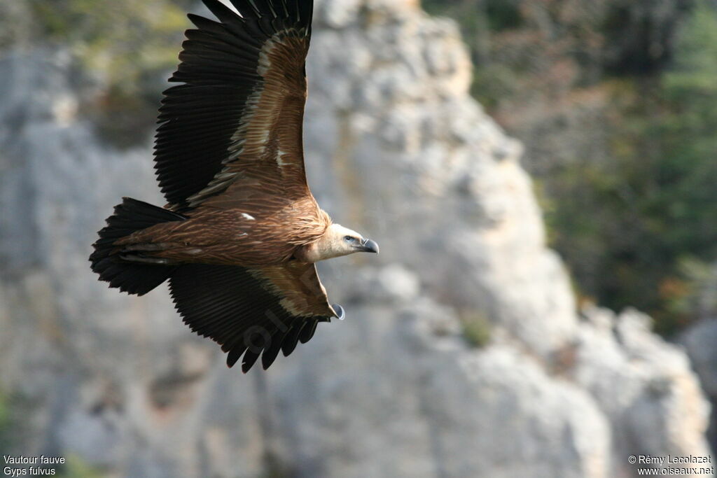 Griffon Vulture