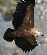 Griffon Vulture