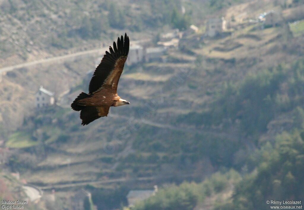 Vautour fauve