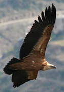 Griffon Vulture