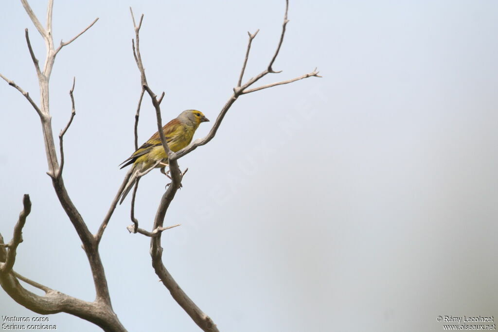 Corsican Finch male adult