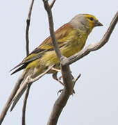 Corsican Finch