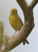 Corsican Finch