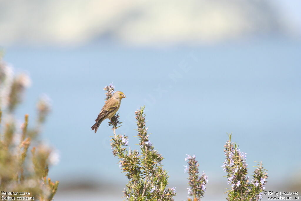 Corsican Finch male adult