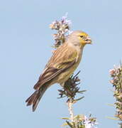 Corsican Finch