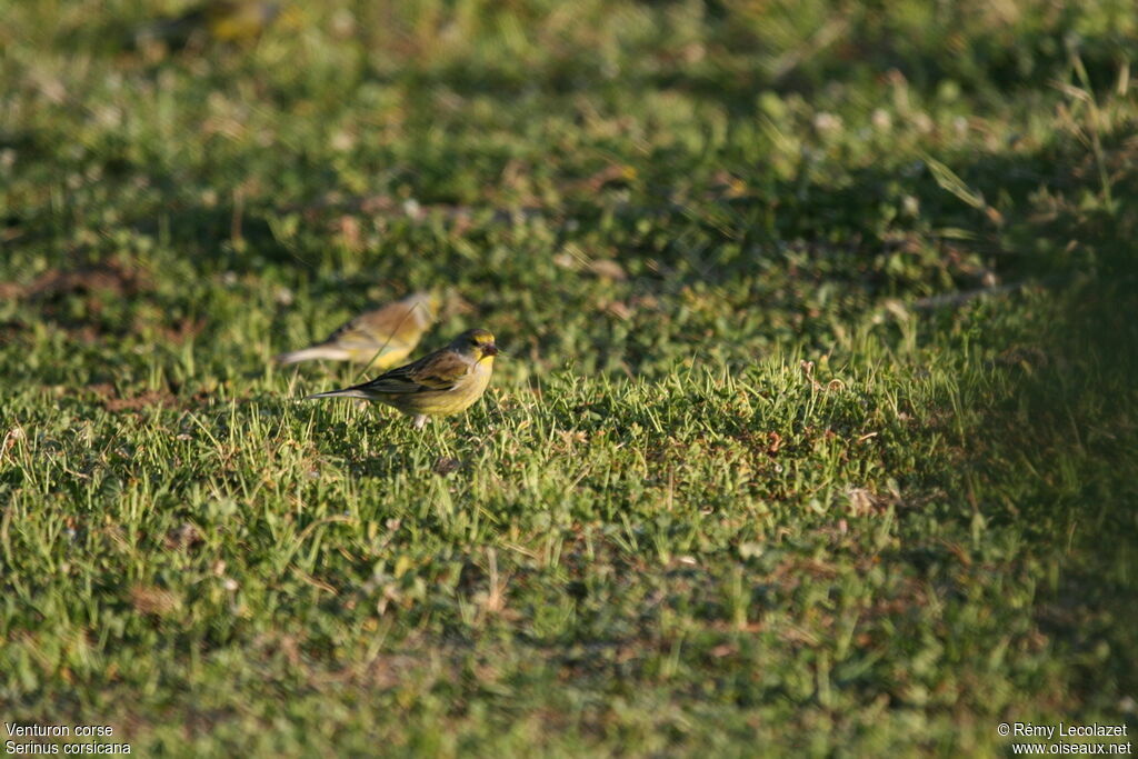 Corsican Finch