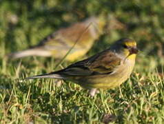 Corsican Finch