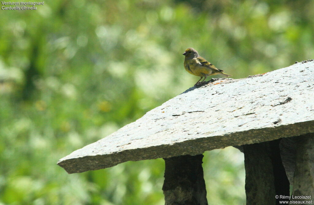 Venturon montagnard mâle adulte nuptial