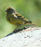 Citril Finch