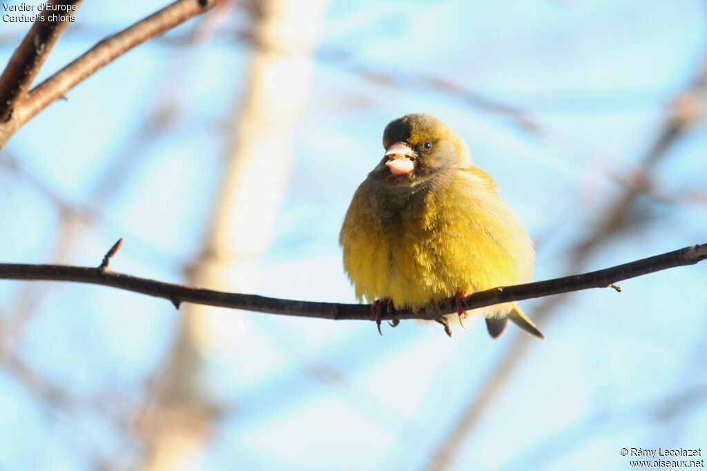 European Greenfinch