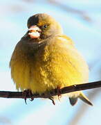 European Greenfinch