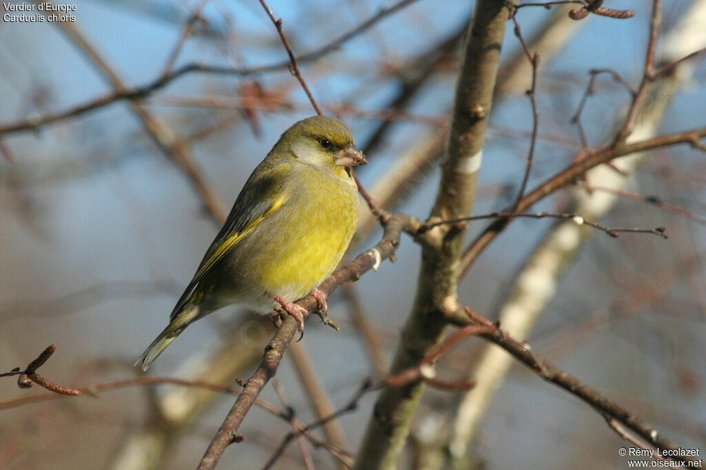 European Greenfinch