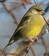 European Greenfinch