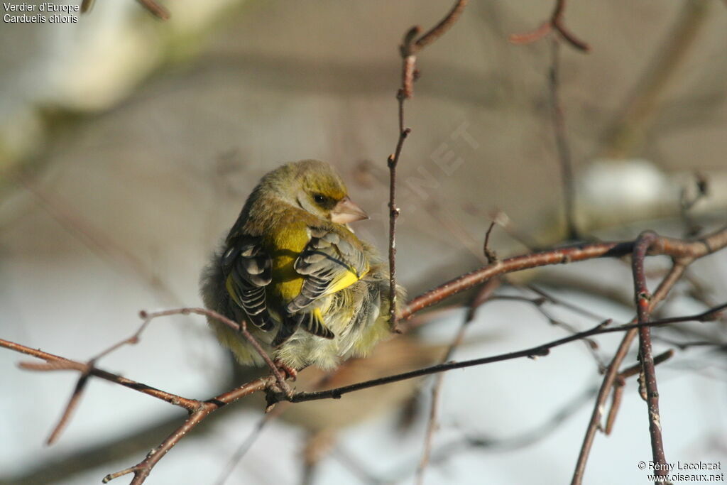 European Greenfinch