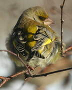 European Greenfinch