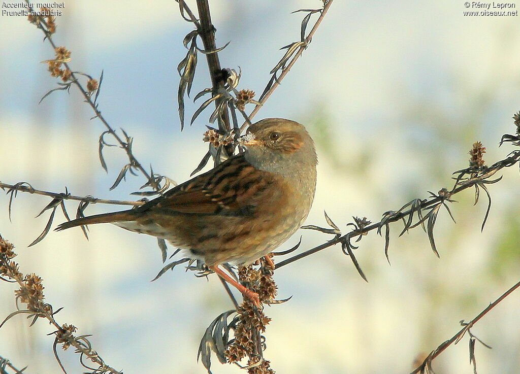 Dunnock