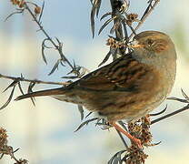 Dunnock