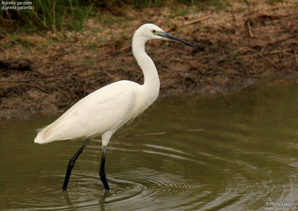 Aigrette garzetteadulte