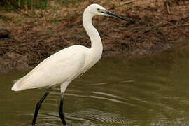 Aigrette garzette